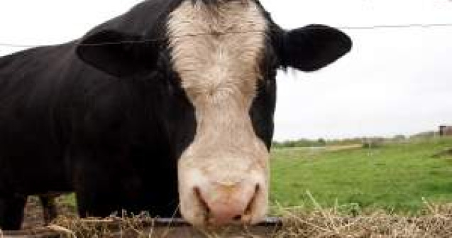 Cum ii ajuta Guvernul pe crescatorii de bovine?