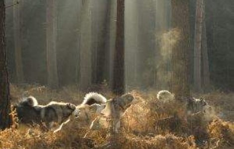 Cucerirea lumii de catre Homo Sapiens a fost posibila datorita cainilor