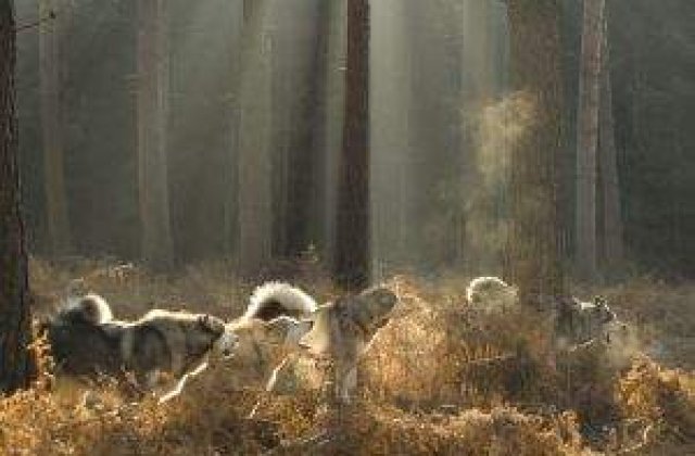 Cucerirea lumii de catre Homo Sapiens a fost posibila datorita cainilor