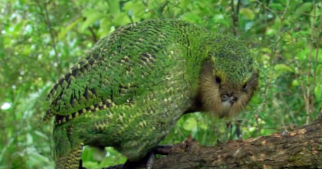 Un papagal dintr-o specie pe cale de disparitie a fost operat pe creier