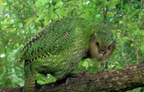 Un papagal dintr-o specie pe cale de disparitie a fost operat pe creier