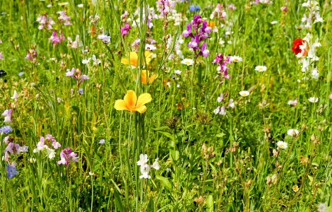 Vremea se incalzeste in urmatoarele doua saptamani, dar nu scapam de ploi