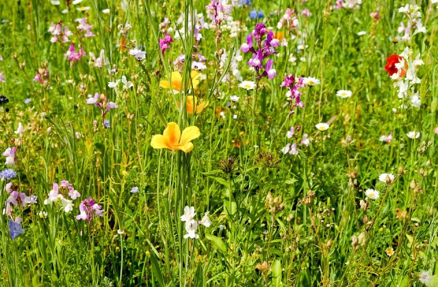 Vremea se incalzeste in urmatoarele doua saptamani, dar nu scapam de ploi