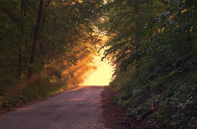 Suprafata padurilor virgine din Romania a crescut la 6.947 hectare