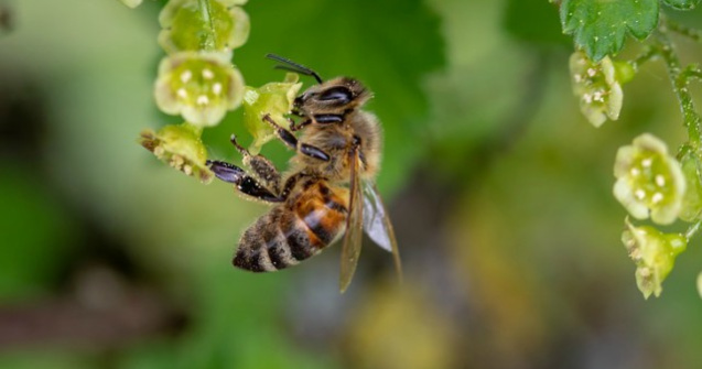 Un barbat intepat de un roi de albine a decedat in urma unui soc anafilactic