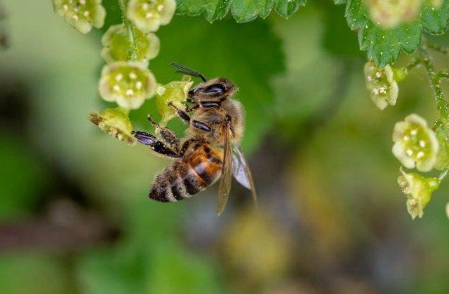 Un barbat intepat de un roi de albine a decedat in urma unui soc anafilactic
