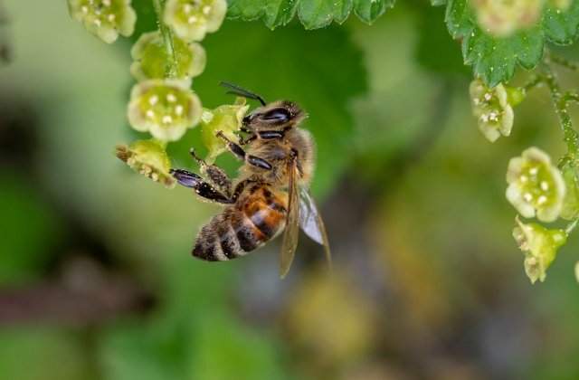 Un barbat intepat de un roi de albine a decedat in urma unui soc anafilactic