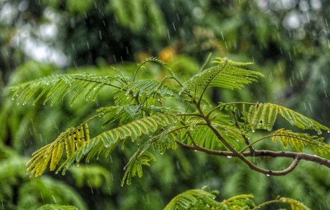 Noua atentionare COD GALBEN de ploi in 13 judete