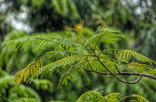 Noua atentionare COD GALBEN de ploi in 13 judete