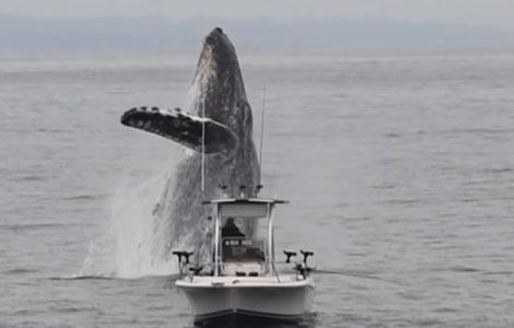 O balena cu cocoasa a oferit un spectacol in ocean