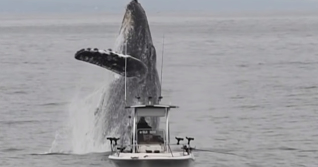 O balena cu cocoasa a oferit un spectacol in ocean