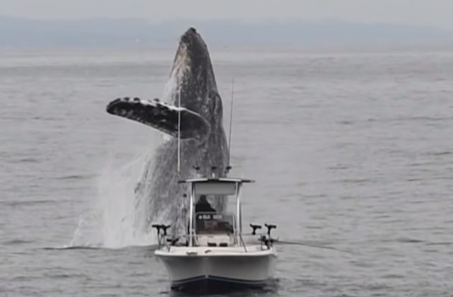 O balena cu cocoasa a oferit un spectacol in ocean