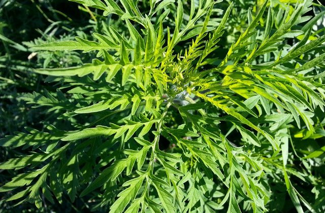 Amenzi de pana la 20.000 lei pentru detinatorii sau administratorii de terenuri cu ambrozie, anunta PMB