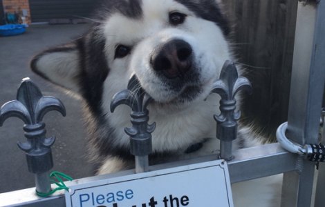  Top  10+ caini inofensivi care se ascund in spatele semnelor pe care scrie "Atentie, caine rau!"