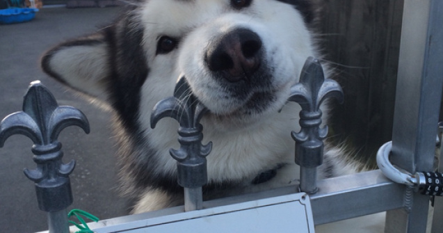  Top  10+ caini inofensivi care se ascund in spatele semnelor pe care scrie "Atentie, caine rau!"