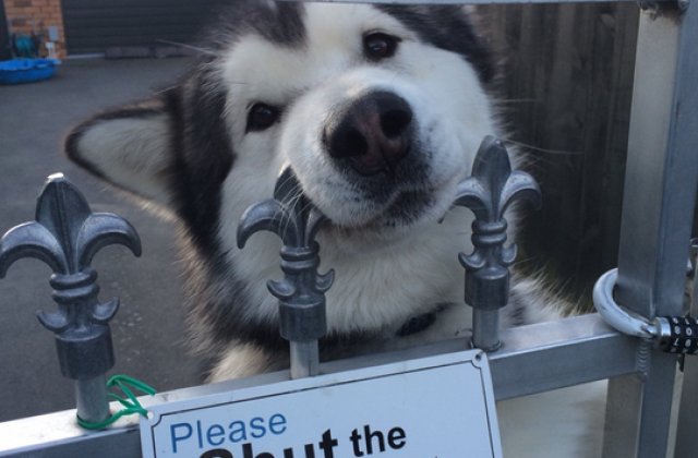 10+ caini inofensivi care se ascund in spatele semnelor pe care scrie "Atentie, caine rau!"