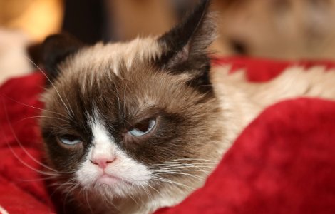 A murit Grumpy Cat. Una dintre cele mai faimoase pisici din lume avea 7 ani