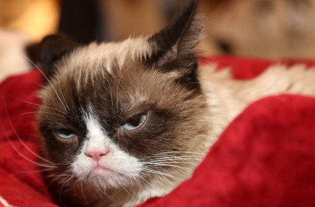 A murit Grumpy Cat. Una dintre cele mai faimoase pisici din lume avea 7 ani