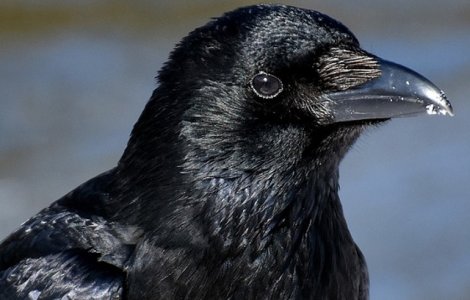 Patru pui de corb au eclozat in Turnul Londrei, evitand astfel o profetie despre prabusirea Marii Britanii