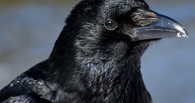 Patru pui de corb au eclozat in Turnul Londrei, evitand astfel o profetie despre prabusirea Marii Britanii