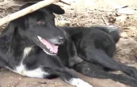 Un bebelus ingropat de mama sa pe un camp a fost salvat de un caine