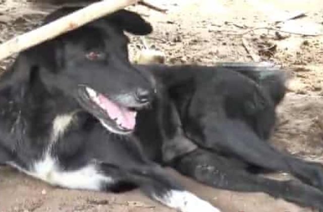 Un bebelus ingropat de mama sa pe un camp a fost salvat de un caine