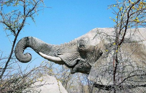 Elefantul Citta este oracolul competitiei EURO 2012