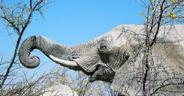 Elefantul Citta este oracolul competitiei EURO 2012