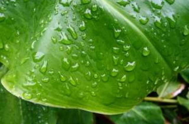 Avertizare: Cod portocaliu de ploi in Bucuresti si 11 judete