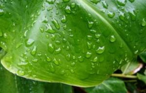 Avertizare: Cod portocaliu de ploi in Bucuresti si 11 judete