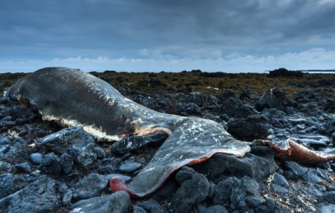 Casalot de 7 ani cu stomacul plin de deseuri din plastic, gasit mort pe o plaja din Sicilia
