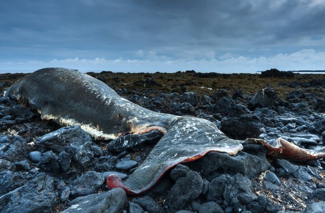 Casalot de 7 ani cu stomacul plin de deseuri din plastic, gasit mort pe o plaja din Sicilia