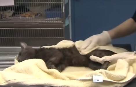 Peste 300 de pisici salvate dintr-un apartament din Toronto / VIDEO