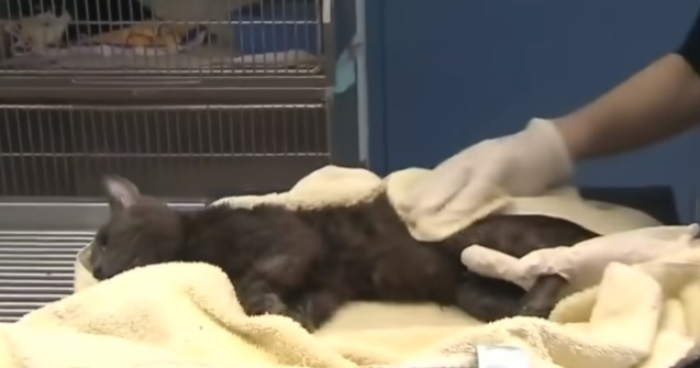 Peste 300 de pisici salvate dintr-un apartament din Toronto / VIDEO