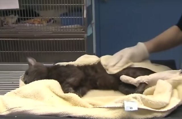 Peste 300 de pisici salvate dintr-un apartament din Toronto / VIDEO