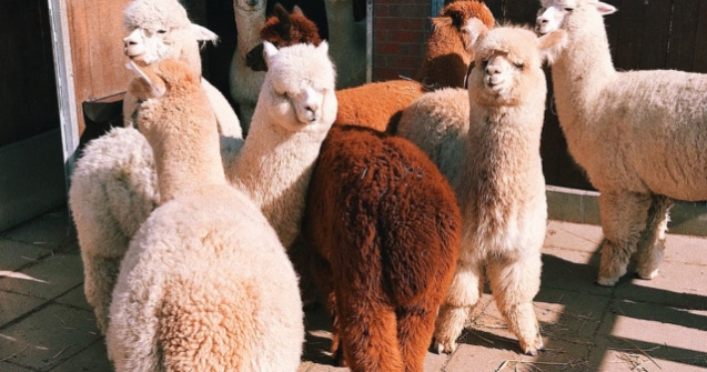  Top  10+ curiozitati despre alpaca: simbol in China si de ce zumzaie