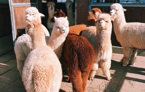  Top  10+ curiozitati despre alpaca: de ce zumzaie aceste animale si cum pot ajuta bolnavii