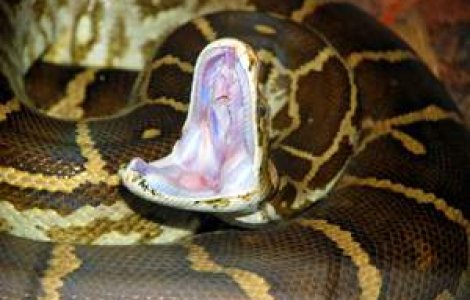 Incredibil: Un om a muscat un piton incolacit de trupul sau, in continuu, timp de trei ore