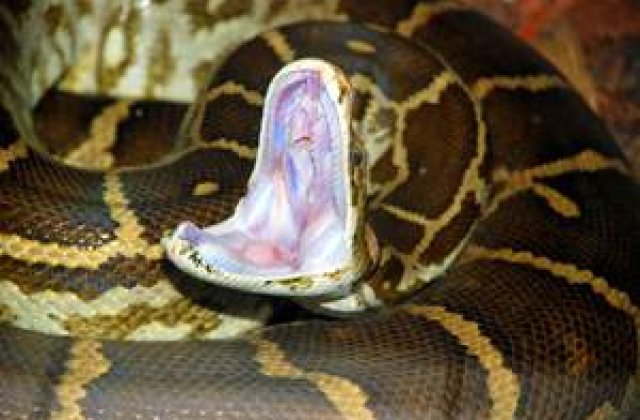 Incredibil: Un om a muscat un piton incolacit de trupul sau, in continuu, timp de trei ore