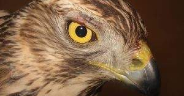 Mai multi soimi pentru Roland Garros in 2012