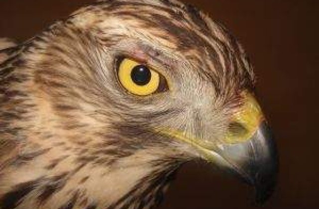 Mai multi soimi pentru Roland Garros in 2012