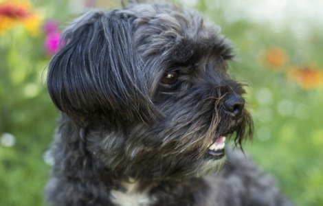 Un caine a fost eutanasiat pentru a fi inmormantat alaturi de proprietara sa