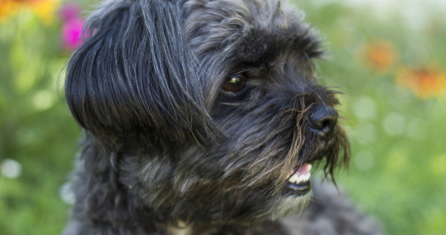 Un caine a fost eutanasiat pentru a fi inmormantat alaturi de proprietara sa