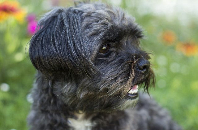 Un caine a fost eutanasiat pentru a fi inmormantat alaturi de proprietara sa