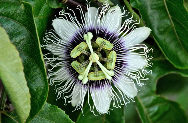 10 plante-minune cu efecte benefice pentru sanatate