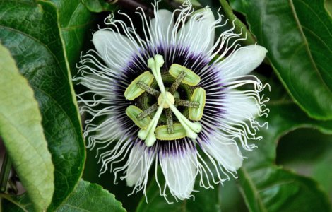  Top  10 plante-minune cu efecte benefice pentru sanatate