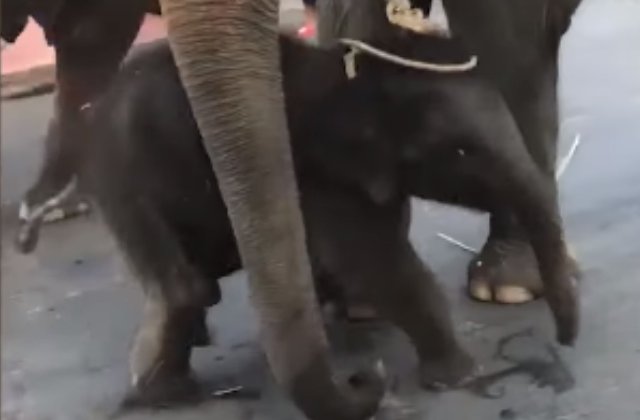 Momentul sfasietor cand un pui de elefant se prabuseste la pamant, "distrand" turistii