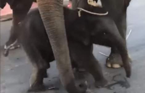 Momentul sfasietor cand un pui de elefant se prabuseste la pamant, "distrand" turistii