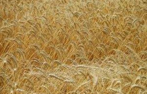 Ce efect au ploile asupra agriculturii?