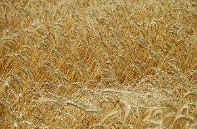 Ce efect au ploile asupra agriculturii?